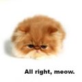 MeowWhereWereWe